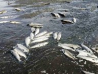 poissonsmorts