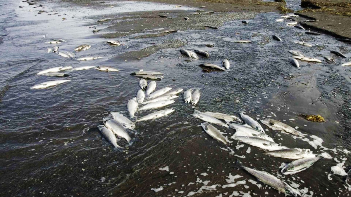 poissonsmorts poissonsmorts