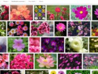 google-photos