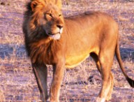 lion lion