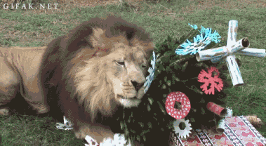lion lion