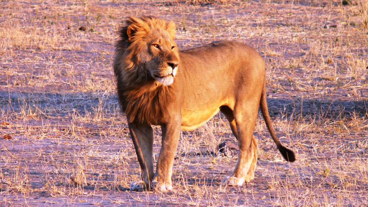 lion lion
