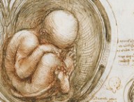foetus