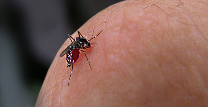 Moustique dengue Moustique dengue