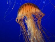 pexels-photo-67209