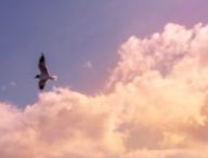 seagull-sky-clouds-72752