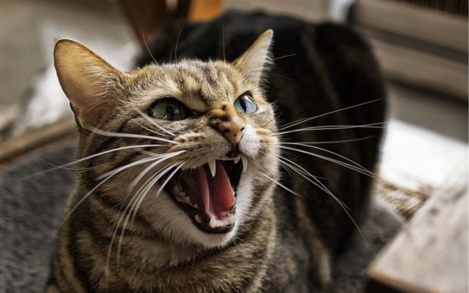Angry cat Angry cat