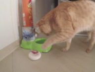 chat-distributeur-croquettes-arduino