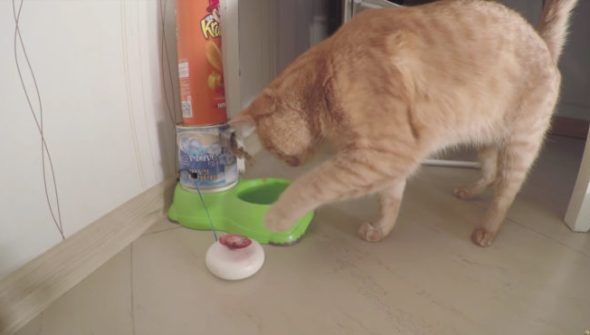 chat-distributeur-croquettes-arduino
