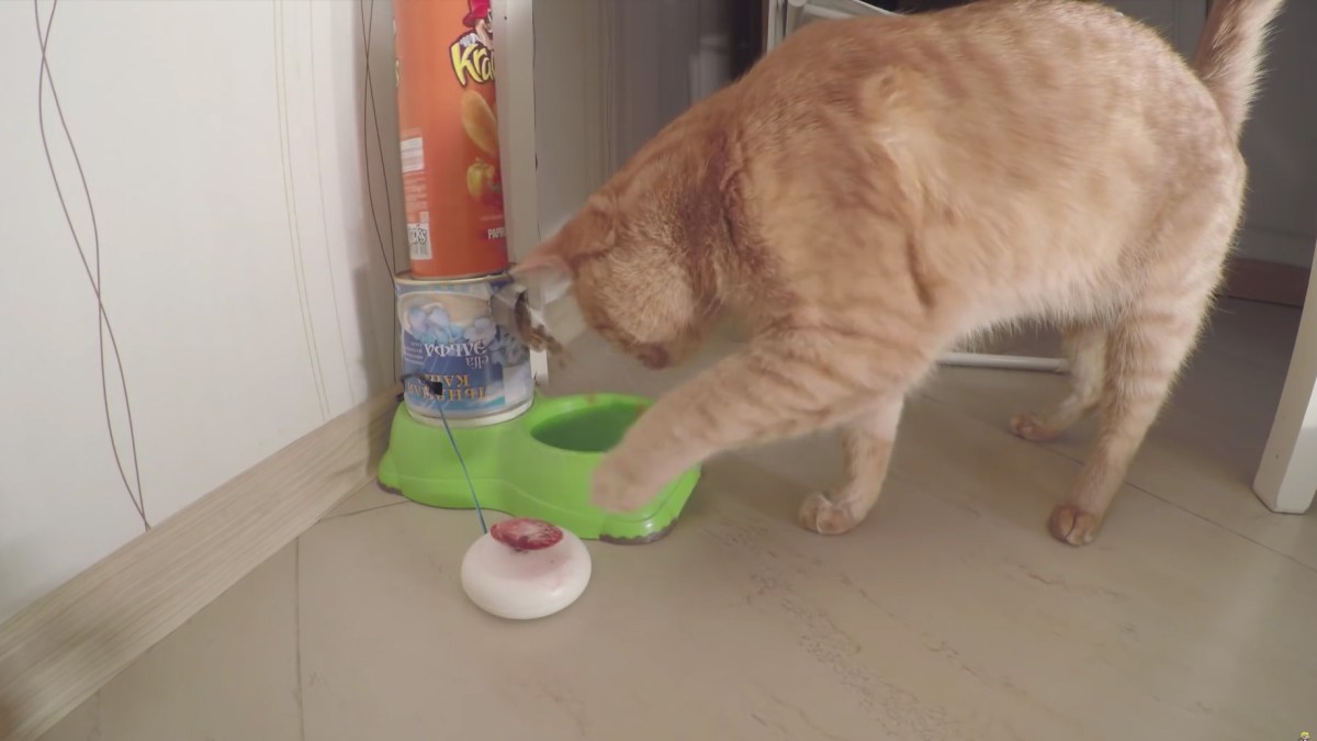 chat-distributeur-croquettes-arduino chat-distributeur-croquettes-arduino