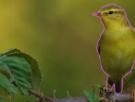oiseau