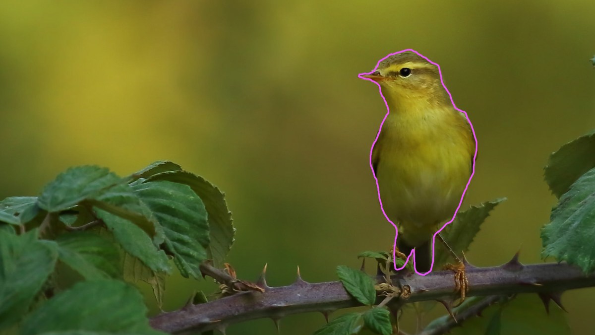 oiseau oiseau