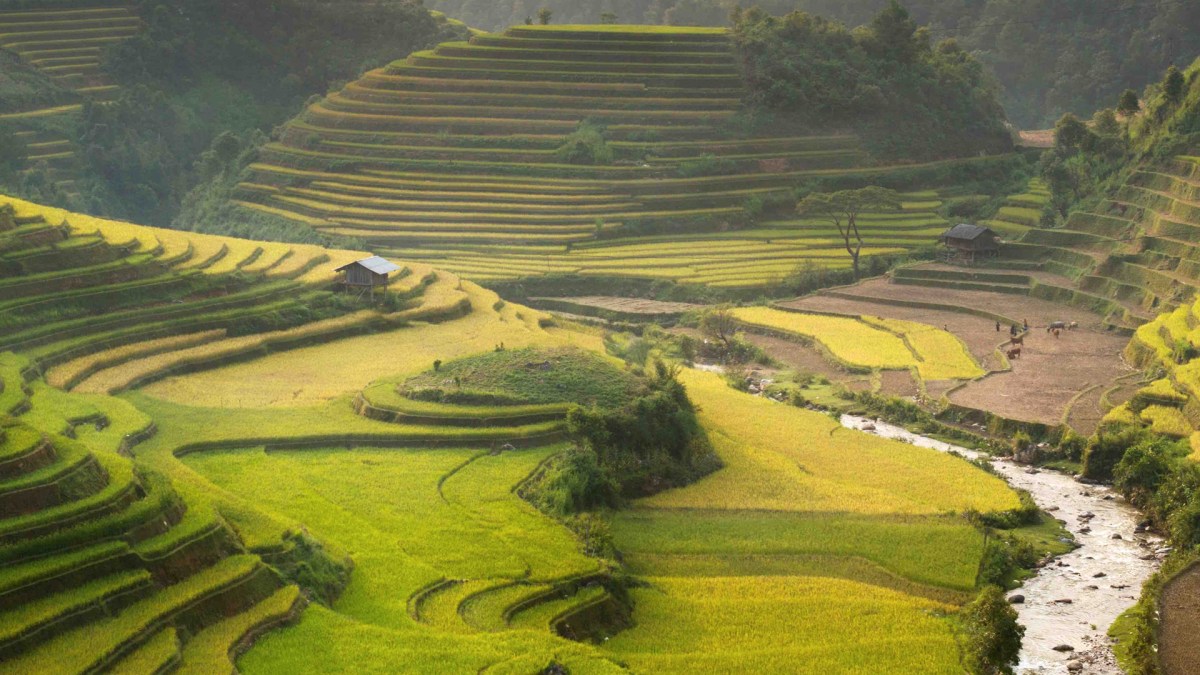 vietnam vietnam
