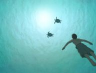 cannes-2016-la-tortue-rouge-de-michael-dudok-de-wit-un-somptueux-conte-ecolo-cosigne-ghibli,M336451