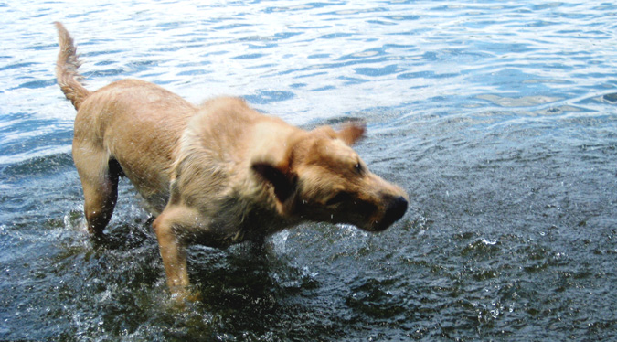 chien chien