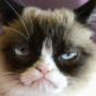 grumpycat grumpycat