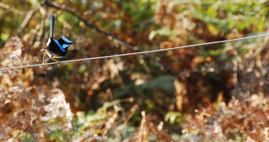 Oiseau câble corde fil Oiseau câble corde fil