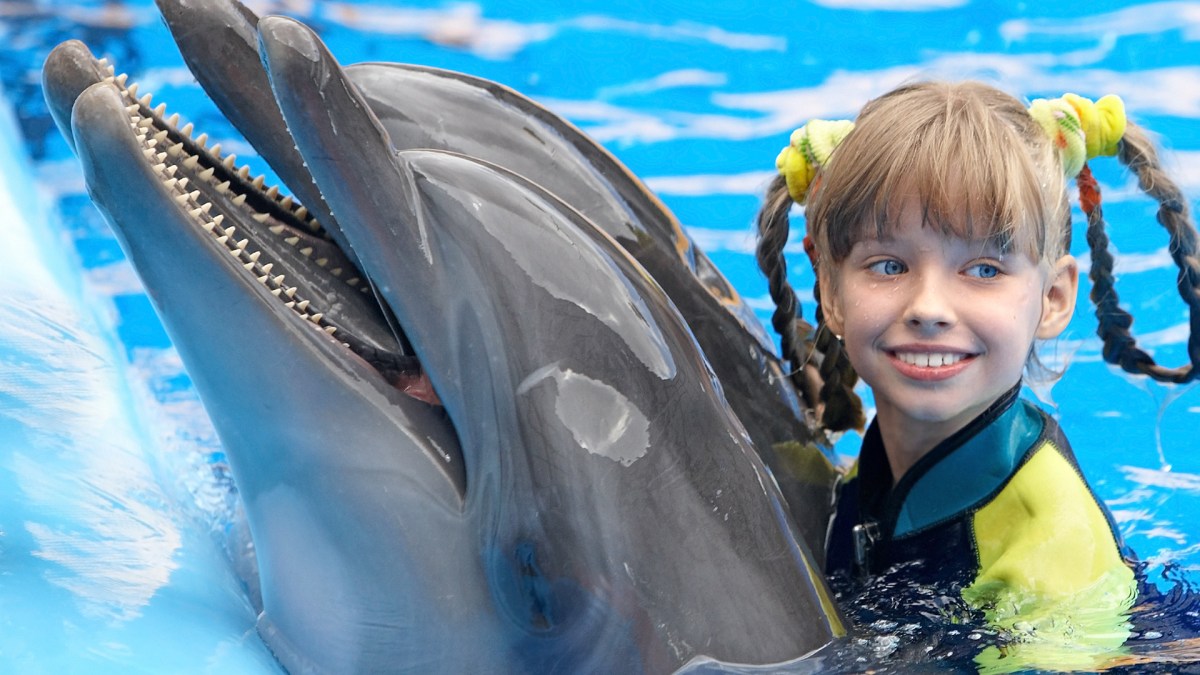 dauphins-touriste dauphins-touriste