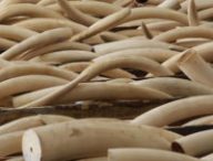 Ivory tusks are stored in boxes at Hong Kong Customs August 7, 2013, after they were seized from a container at Kwai Chung Container Terminal a day earlier. Through intelligence exchange with Chinese Customs, Hong Kong Customs on Tuesday seized a total of 1,120 ivory tusks, 13 rhino horns and five pieces of leopard skin, weighing about 2,266 kg (4982 pounds), inside a container shipped from Nigeria to Hong Kong. The total seizure is worth about HK$41 million (US$5.26 million), according to the official press release. REUTERS/Bobby Yip (CHINA - Tags: ANIMALS CRIME LAW ENVIRONMENT)