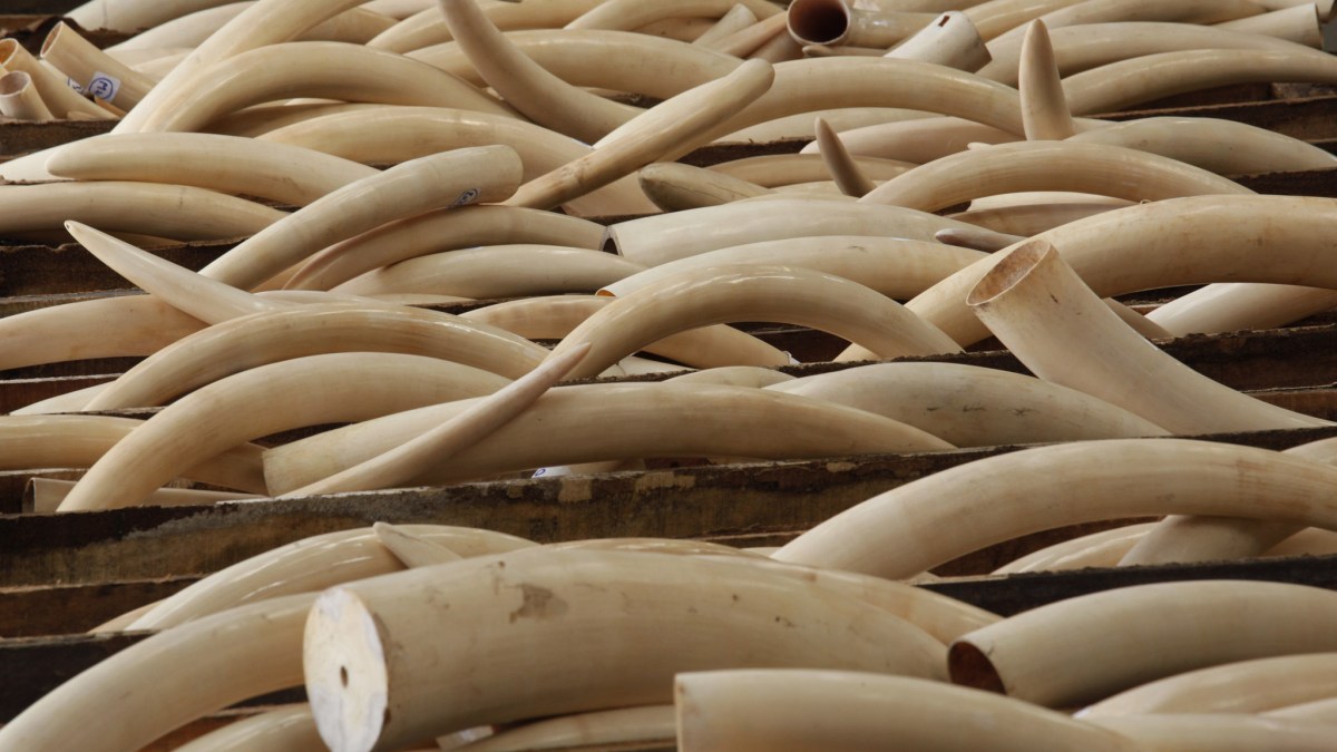 Ivory tusks are stored in boxes at Hong Kong Customs August 7, 2013, after they were seized from a container at Kwai Chung Container Terminal a day earlier. Through intelligence exchange with Chinese Customs, Hong Kong Customs on Tuesday seized a total of 1,120 ivory tusks, 13 rhino horns and five pieces of leopard skin, weighing about 2,266 kg (4982 pounds), inside a container shipped from Nigeria to Hong Kong. The total seizure is worth about HK$41 million (US$5.26 million), according to the official press release. REUTERS/Bobby Yip (CHINA - Tags: ANIMALS CRIME LAW ENVIRONMENT) Ivory tusks are stored in boxes at Hong Kong Customs August 7, 2013, after they were seized from a container at Kwai Chung Container Terminal a day earlier. Through intelligence exchange with Chinese Customs, Hong Kong Customs on Tuesday seized a total of 1,120 ivory tusks, 13 rhino horns and five pieces of leopard skin, weighing about 2,266 kg (4982 pounds), inside a container shipped from Nigeria to Hong Kong. The total seizure is worth about HK$41 million (US$5.26 million), according to the official press release. REUTERS/Bobby Yip (CHINA - Tags: ANIMALS CRIME LAW ENVIRONMENT)