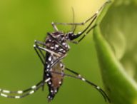 aedes_aegypti