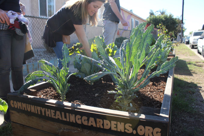 community-healing-gardens community-healing-gardens