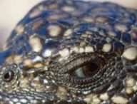 iguane