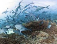 chasingcoral