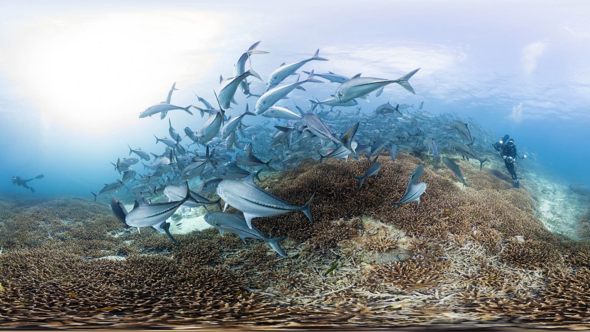 chasingcoral chasingcoral