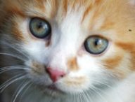 make-america-kittens-again