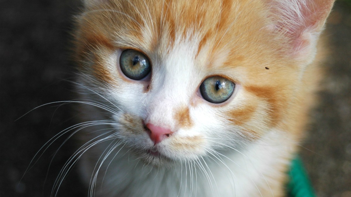 make-america-kittens-again make-america-kittens-again