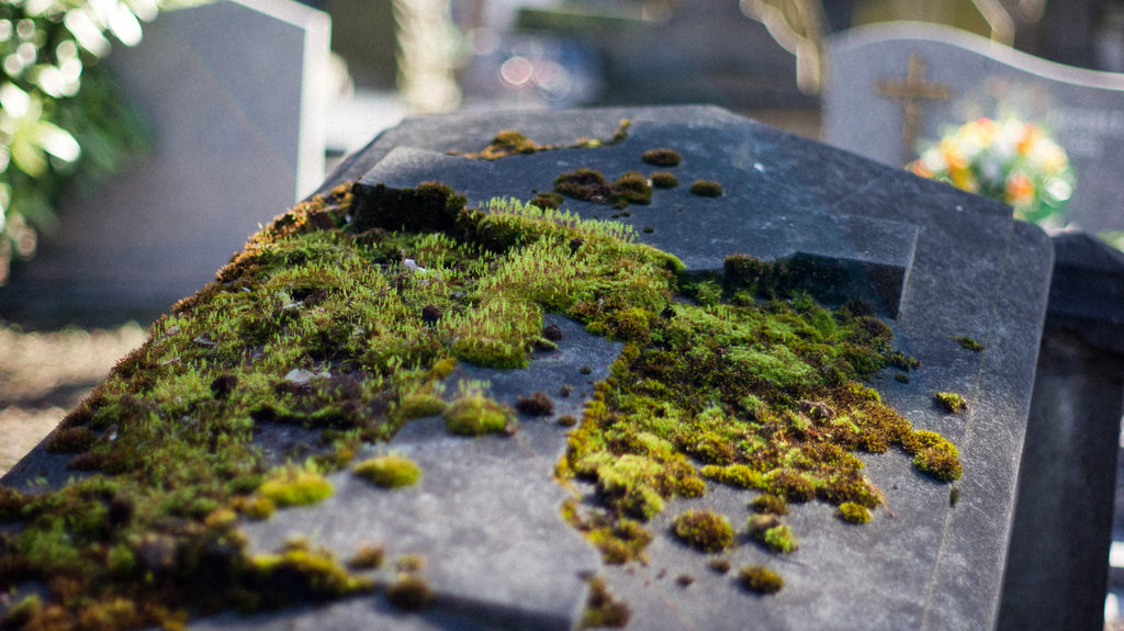 I want to reincarnate as moss I want to reincarnate as moss