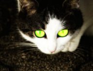 chat-radio