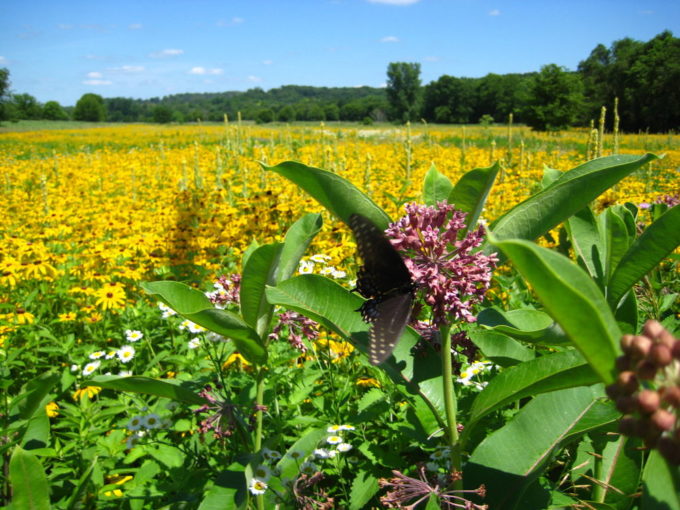 cole_street_prairie_1
