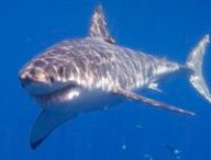 requin