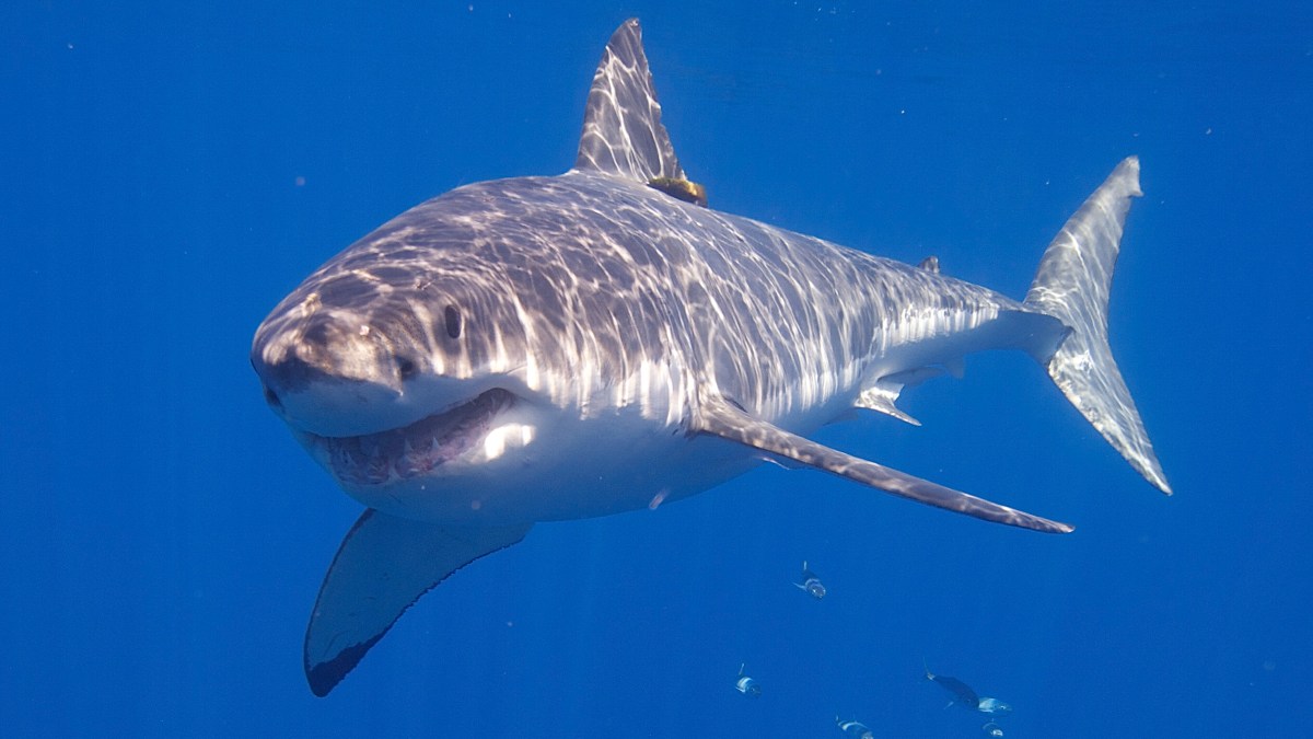 requin requin