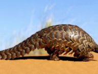 Pangolin, South Africa.