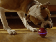 capture-pebby-chien