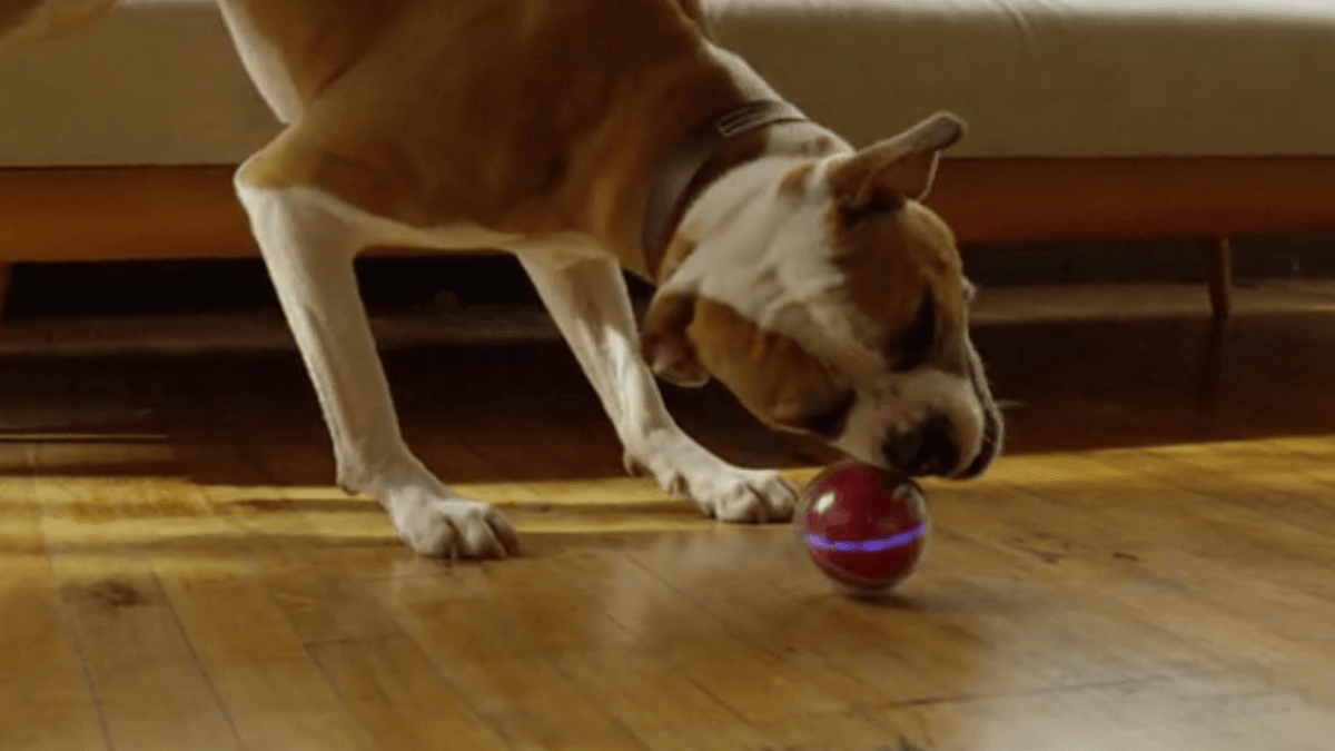 capture-pebby-chien capture-pebby-chien