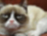 grumpy-cat-floute