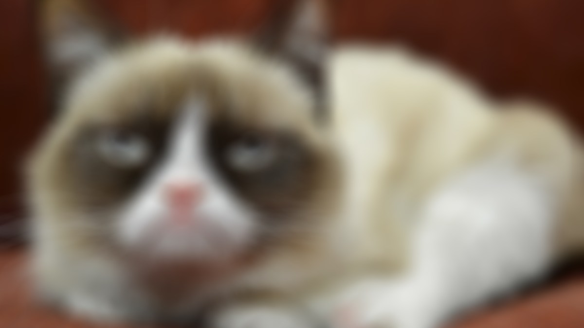 grumpy-cat-floute grumpy-cat-floute