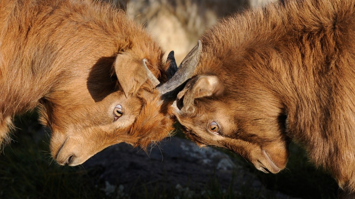 chèvres animaux dispute chèvres animaux dispute