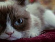 grumpy-cat
