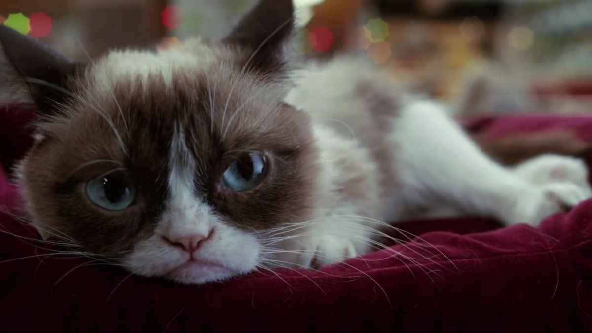grumpy-cat grumpy-cat