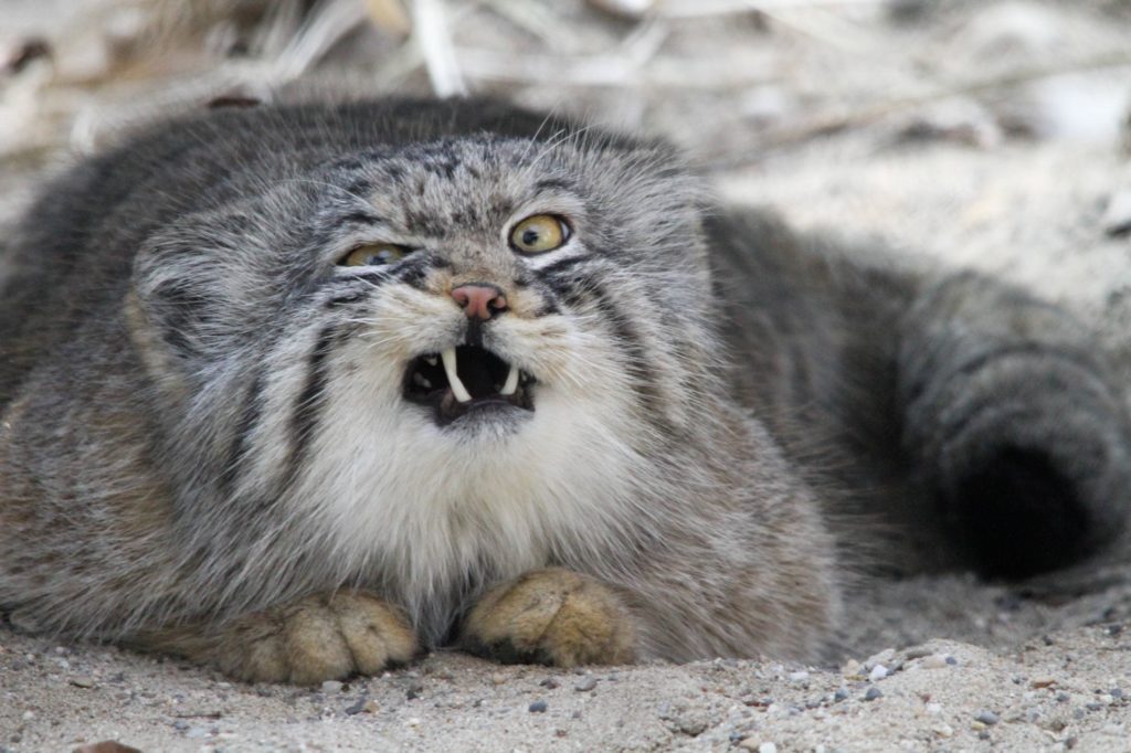 grumpy-confused-cat grumpy-confused-cat