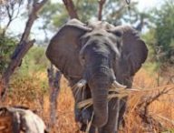 elephant afrique