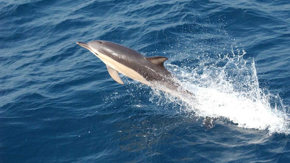 dauphin dauphin
