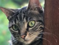 chat