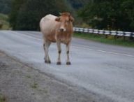 vache-route