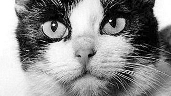felicette-2 felicette-2